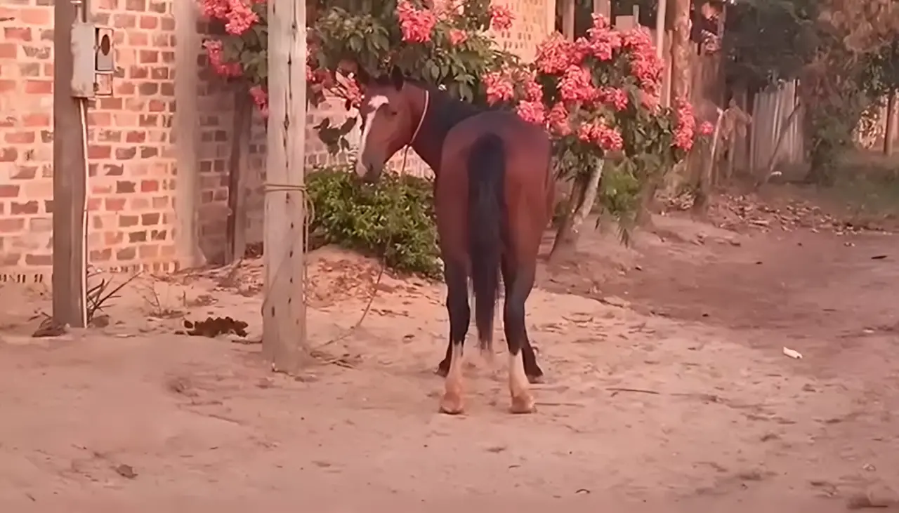 Violenta patada de un caballo en la calle deja a un niño luchando por su vida en un hospital, según poblador de Riberalta