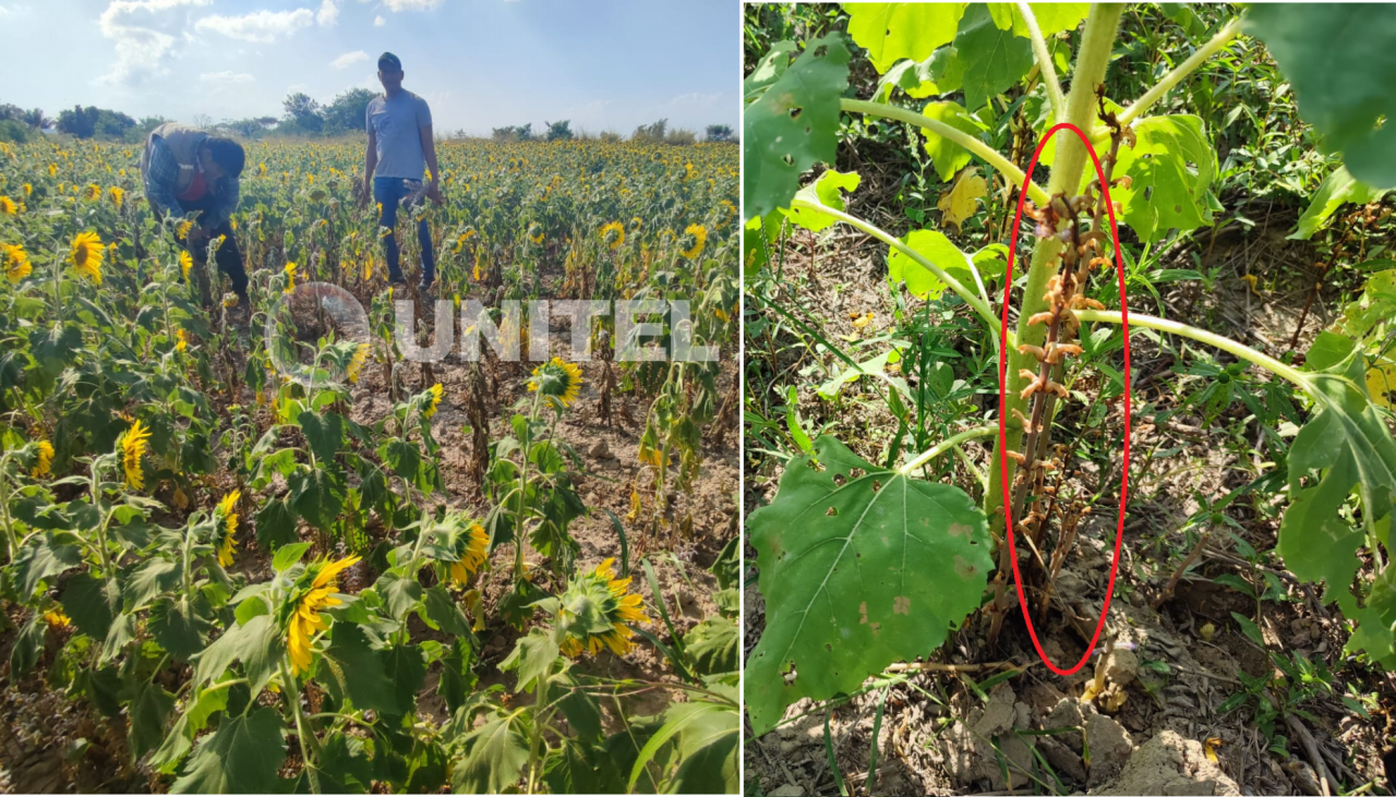Productores: Una plaga está acabando con los sembradíos de girasol en San Julián