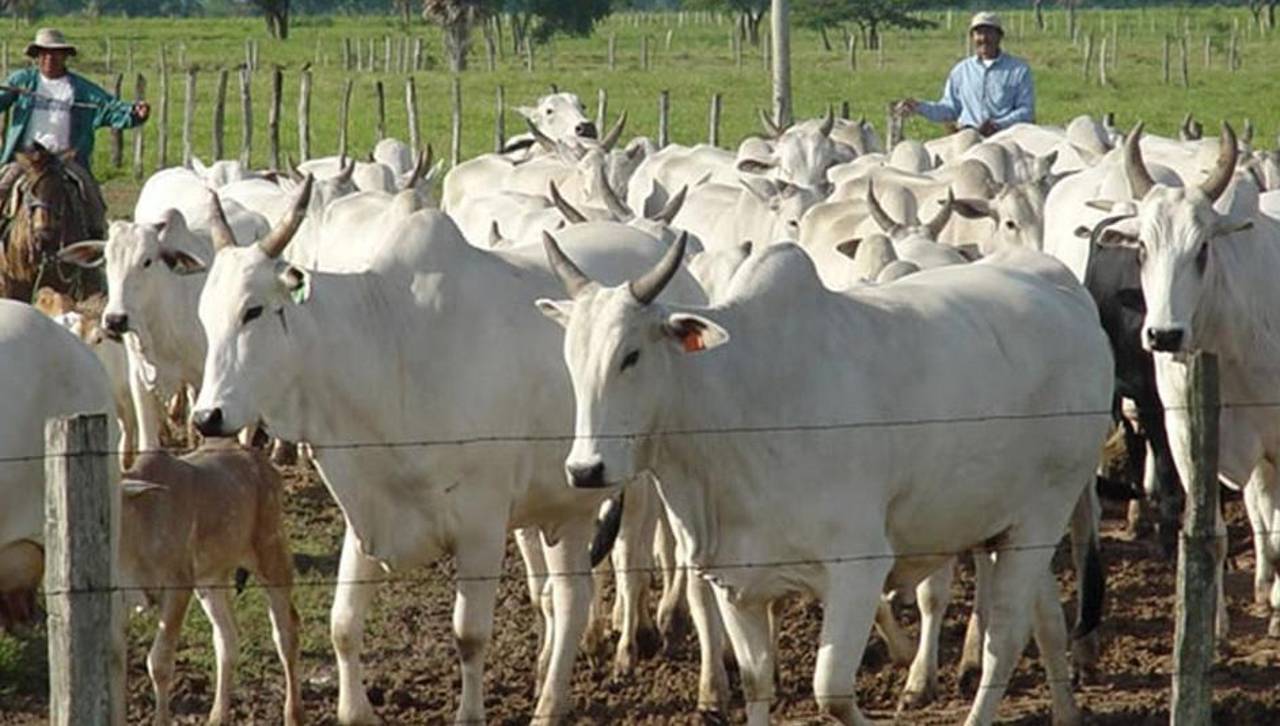 Senado sanciona nueva ley de abigeato que establece penas de hasta 8 años por este delito