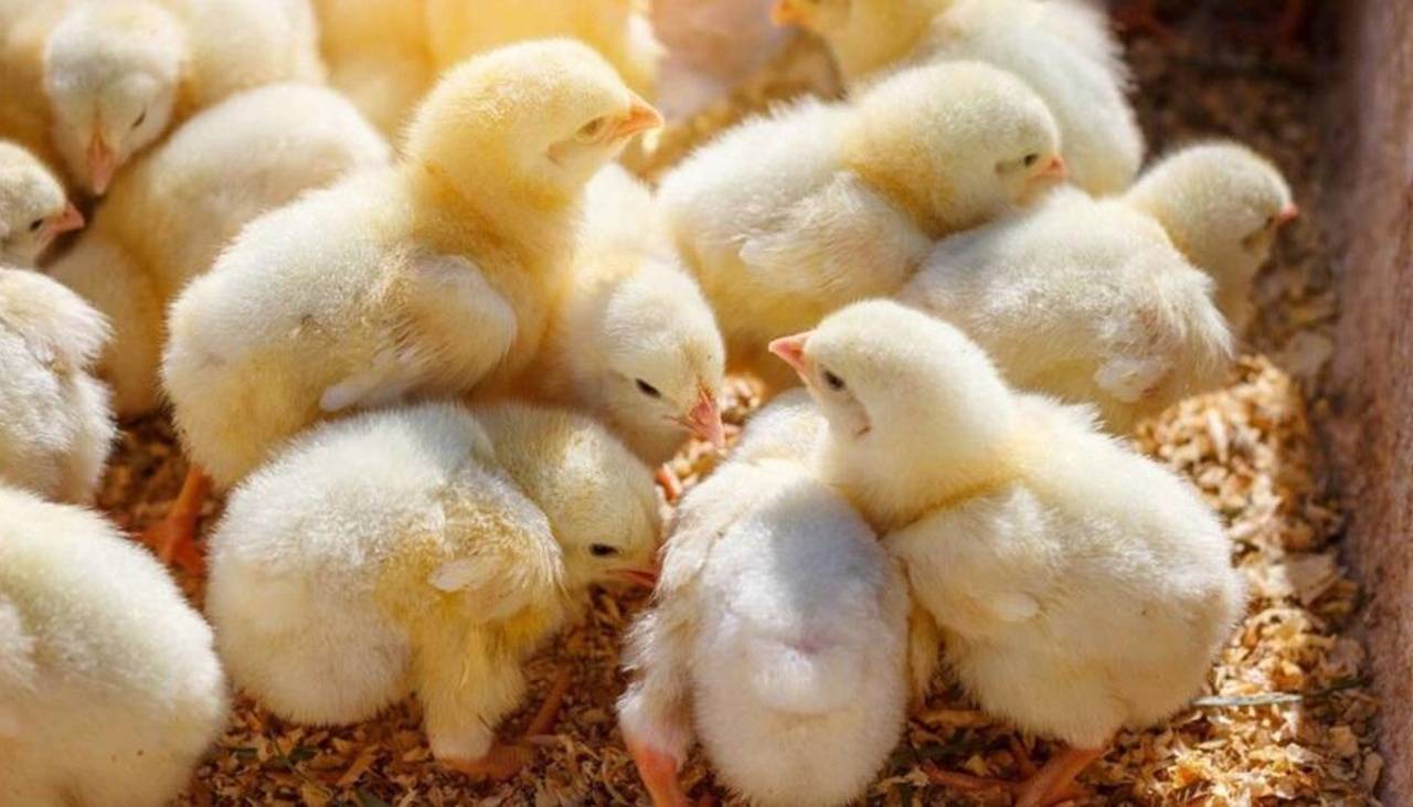 Bolivia se declara país libre de influenza aviar de alta patogenicidad, según la OMSA