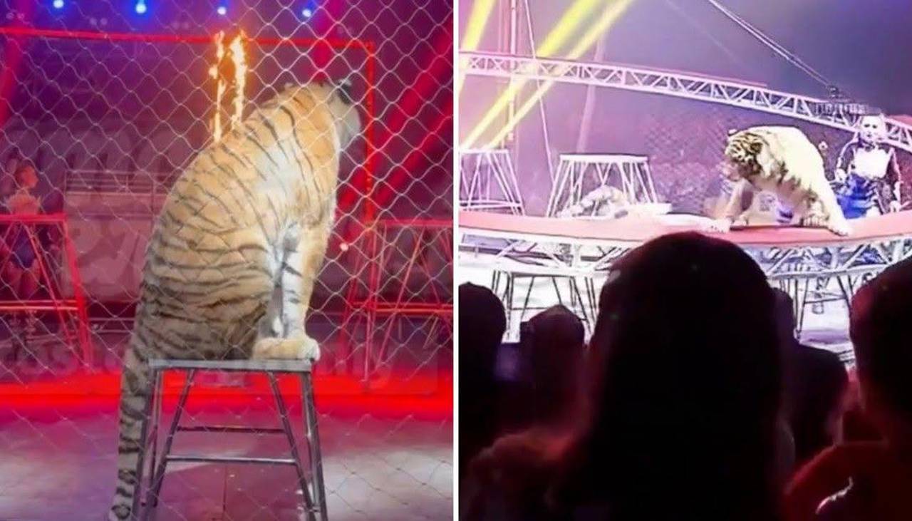 Video: Un tigre salta hacia el público durante un espectáculo de circo en el sur de Rusia