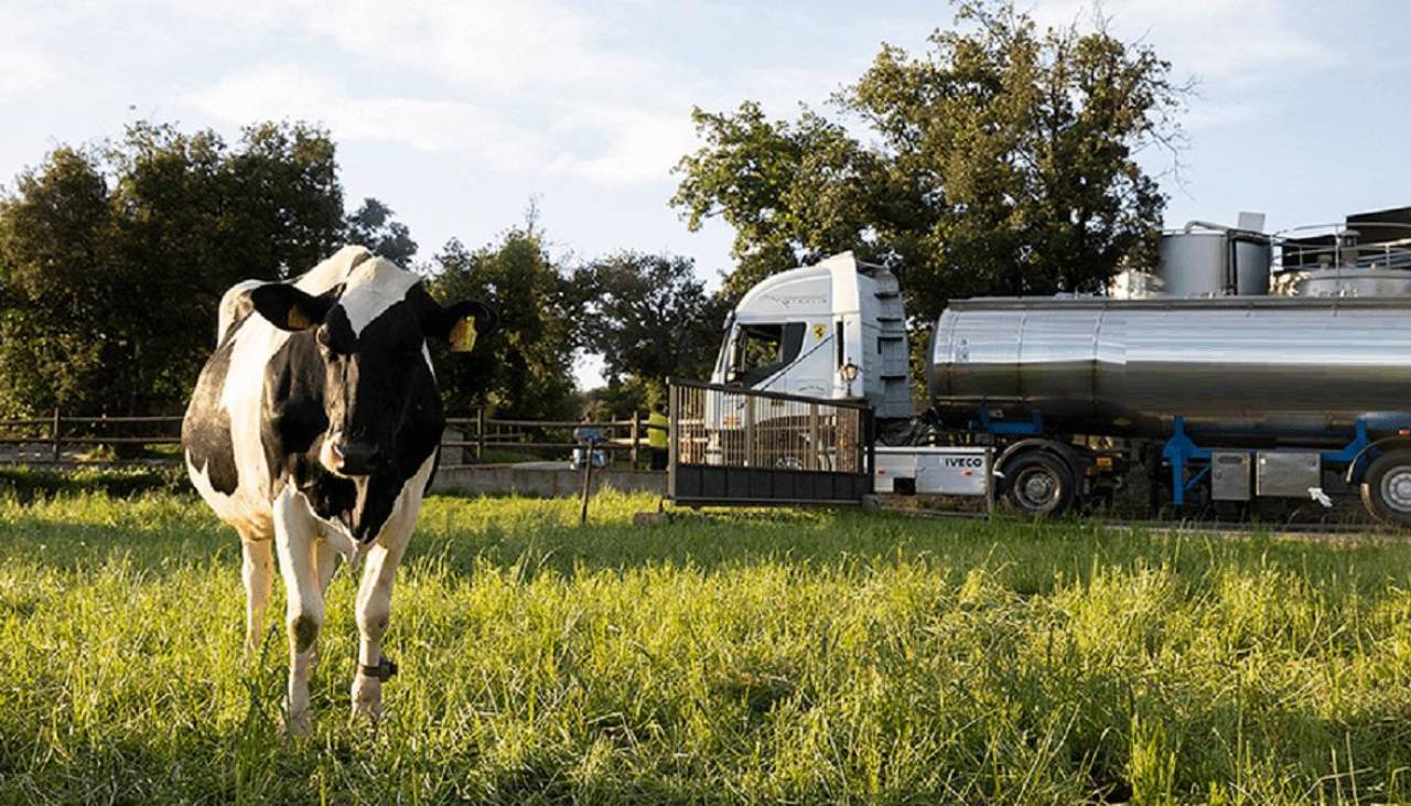 La falta de diésel y bloqueos impiden recolección de la leche, advierten productores