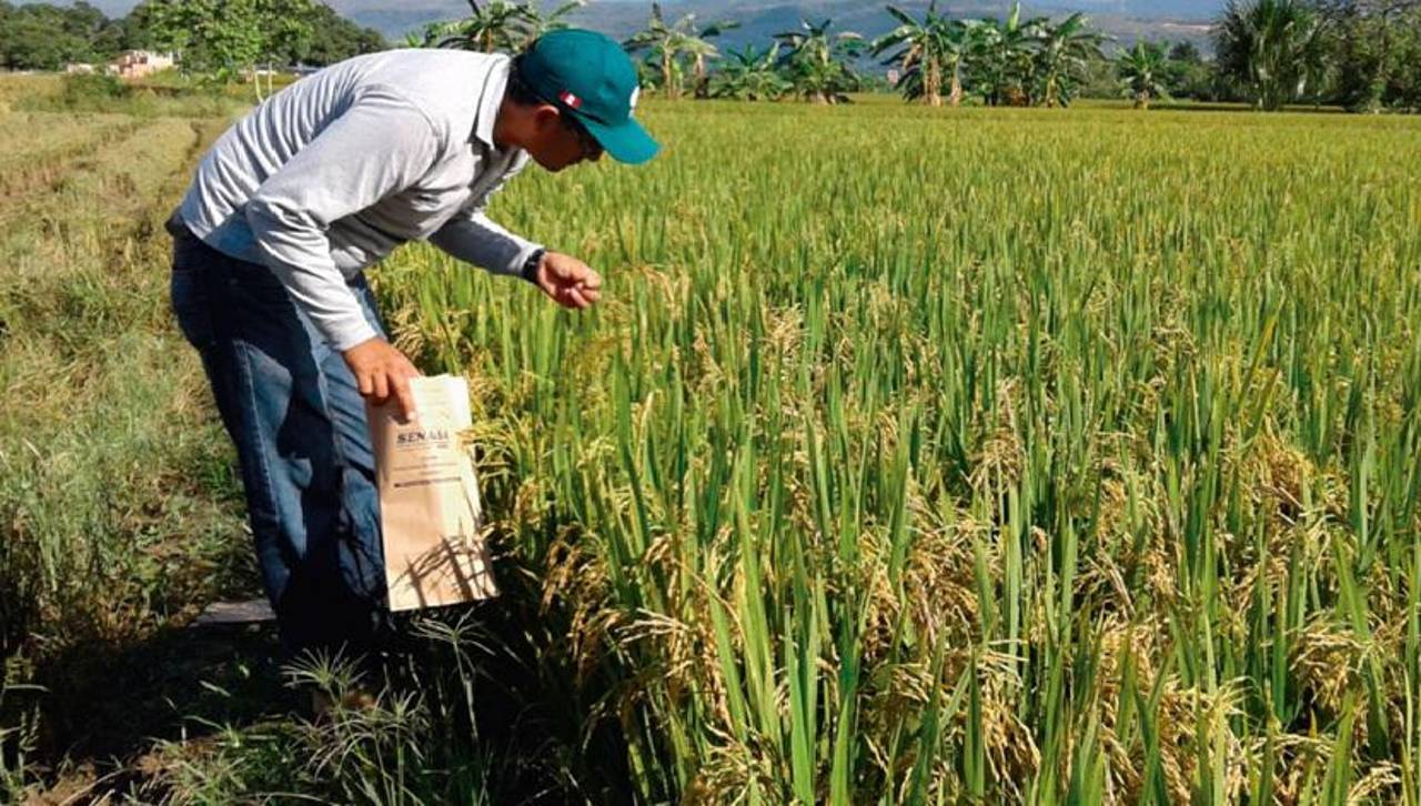 Falta de diésel frena la siembra de arroz en Beni y genera alerta entre los productores