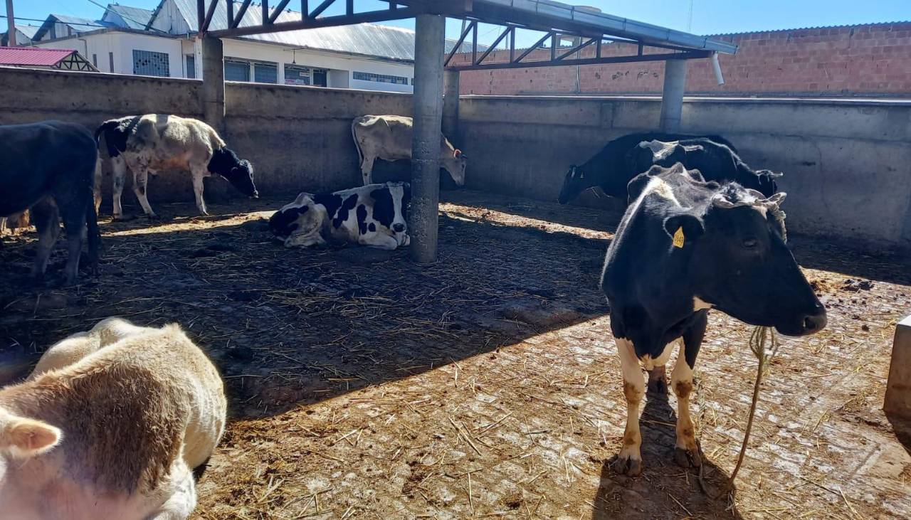 Comisan ganado abandonado en el Titicaca y lo entregan al matadero de El Alto para que Emapa comercialice la carne