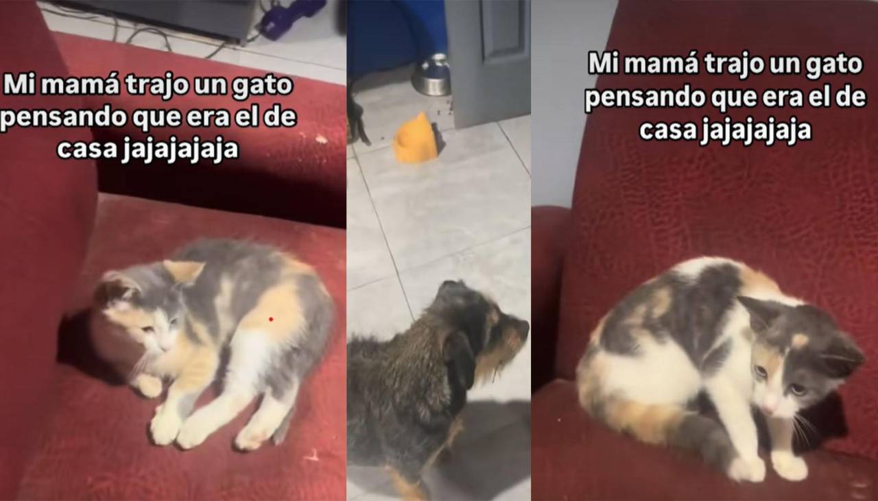 “La roba gatos”: Una mamá confunde a su gato con uno de la calle y se lo lleva a su casa, solo el perro lo reconoció