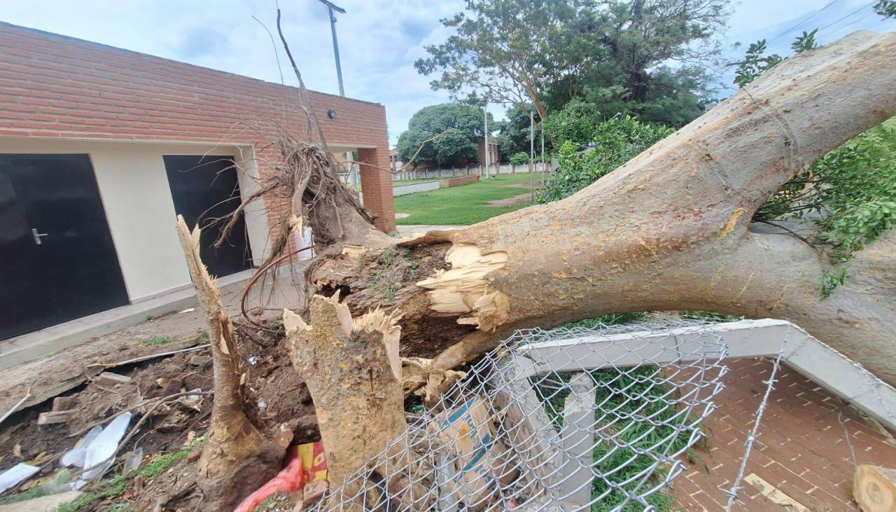 Tras el temporal que derribó árboles, ¿cómo estará el clima en Santa Cruz en el resto de la semana?