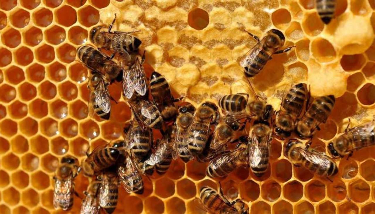 Las abejas están perdiendo terreno en Europa desde hace un siglo