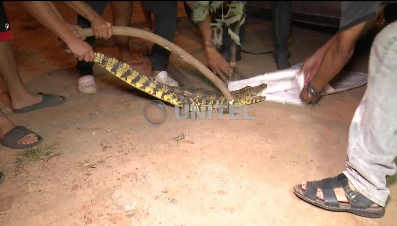 Con palos, vecinos capturan un lagarto en la Pampa de la Isla