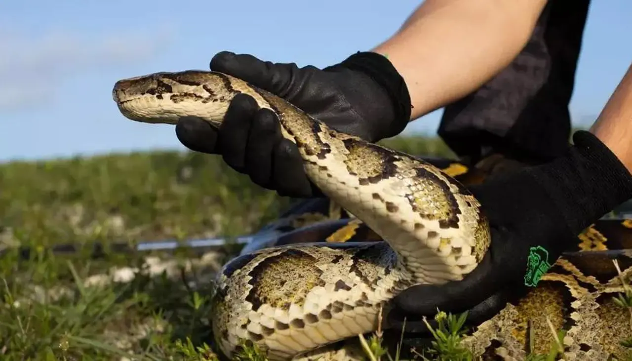 Estados Unidos: Florida combate una invasión de pitones birmanas con conejos robots
