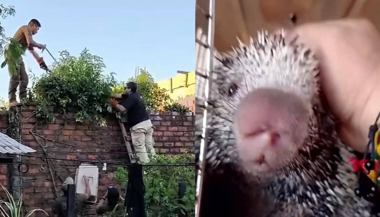 Video: Voluntario rescata a un puercoespín y termina herido en Trinidad