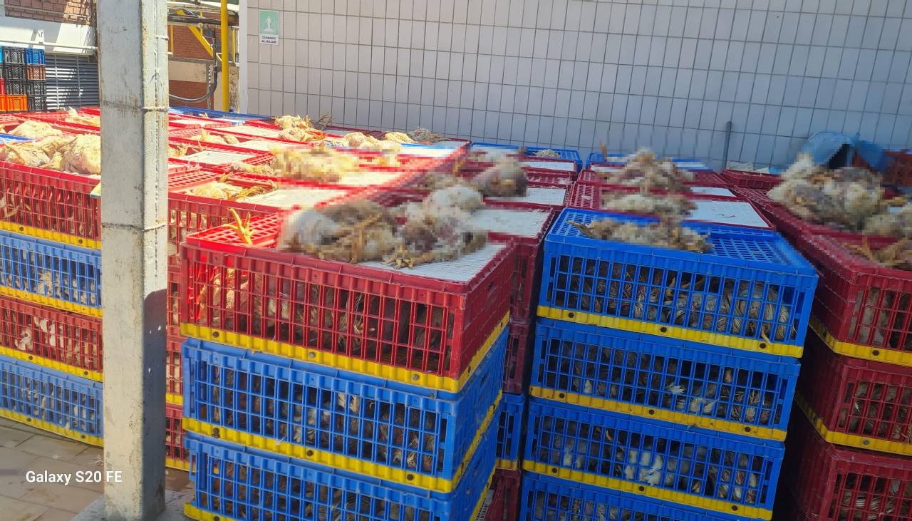 Avicultores: Pérdidas por los bloqueos son irreparables y provocará “una quiebra total” en el sector
