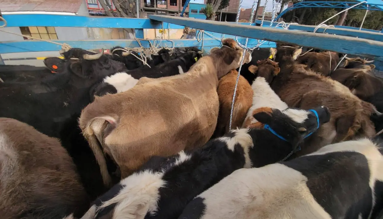 El ganado sigue saliendo del país: Caen cuatro camiones con reses que eran llevadas a la frontera con Perú