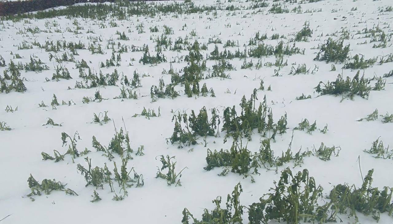 Potosí: Granizada afecta a más de 50 familias agrícolas en San Pedro de Machaca
