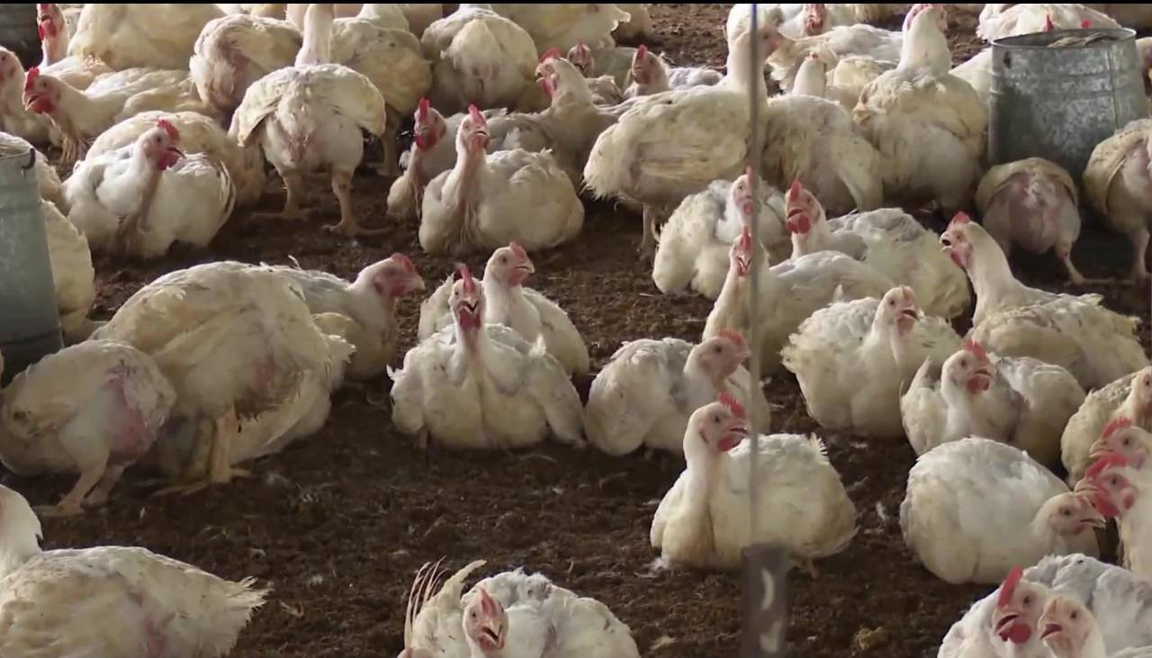 Avicultores: Pese al bajo precio del pollo, en Santa Cruz hay menos demanda