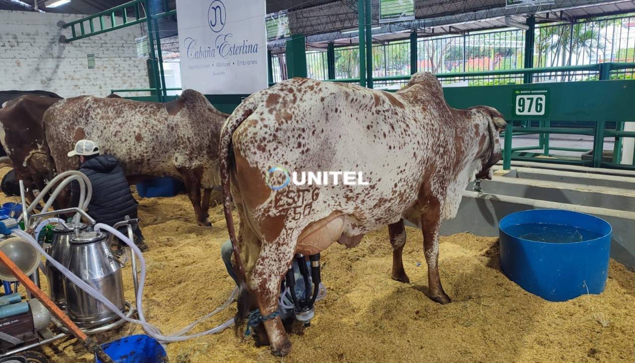 Arranca el concurso lechero con miras a la Expocruz 2026