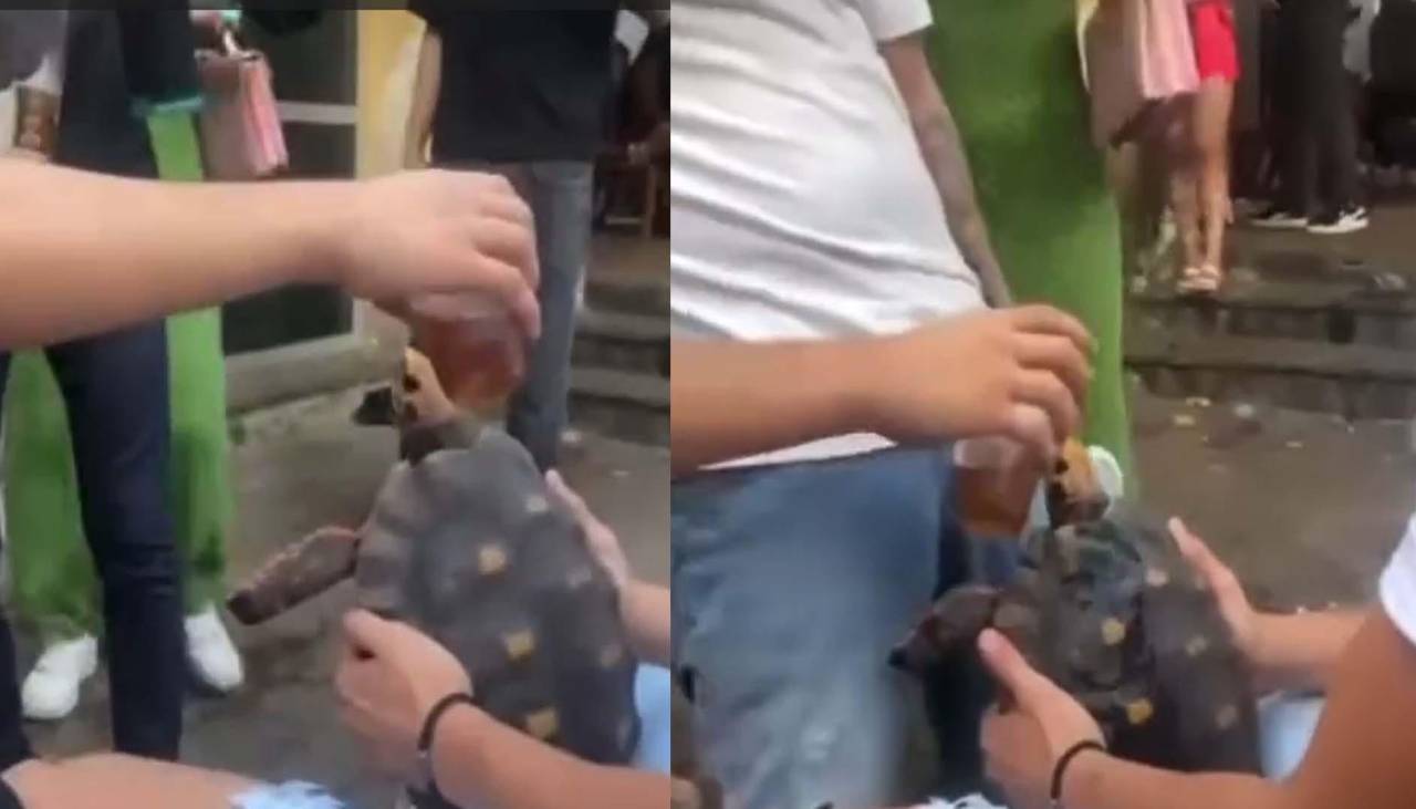 Video: Filman a sujetos rociando bebidas alcohólicas a una tortuga y la acción es tildada de crueldad animal