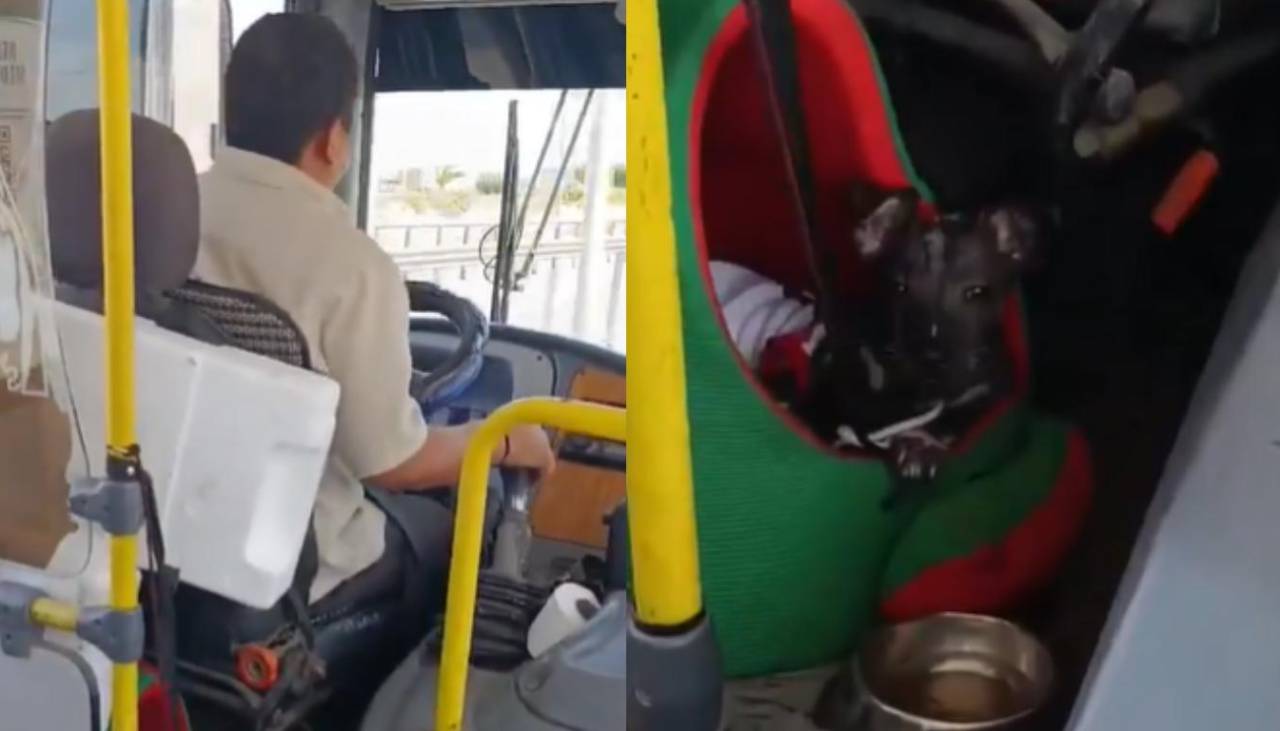 Chofer de un bus hace su ruta en compañía de su perrito y se hace viral