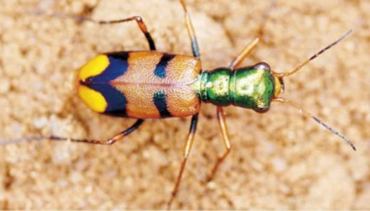 ¡A votar! El escarabajo tigre boliviano lidera concurso mundial y está a un paso de hacer historia