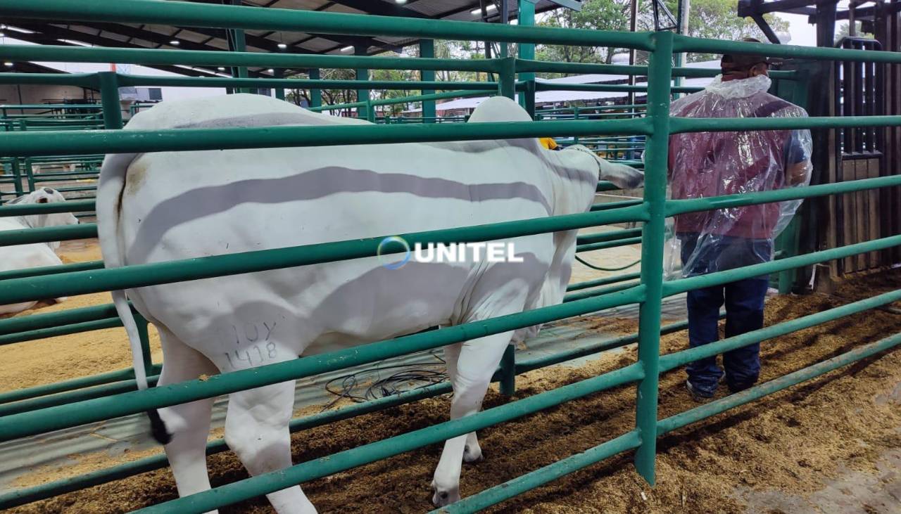 Por la lluvia postergan un día el pesaje para conocer al toro más pesado de la Expocruz 2026