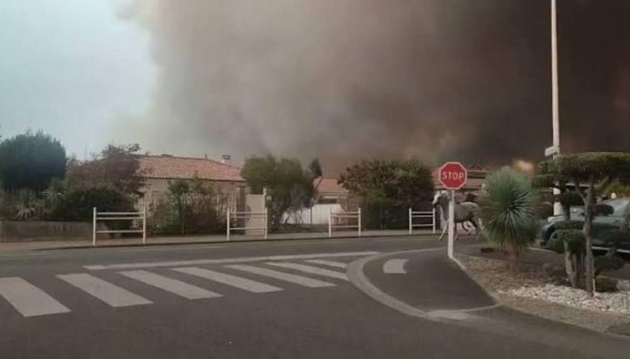 Video: Caballos huyen entre el humo para escapar del incendio forestal en Francia