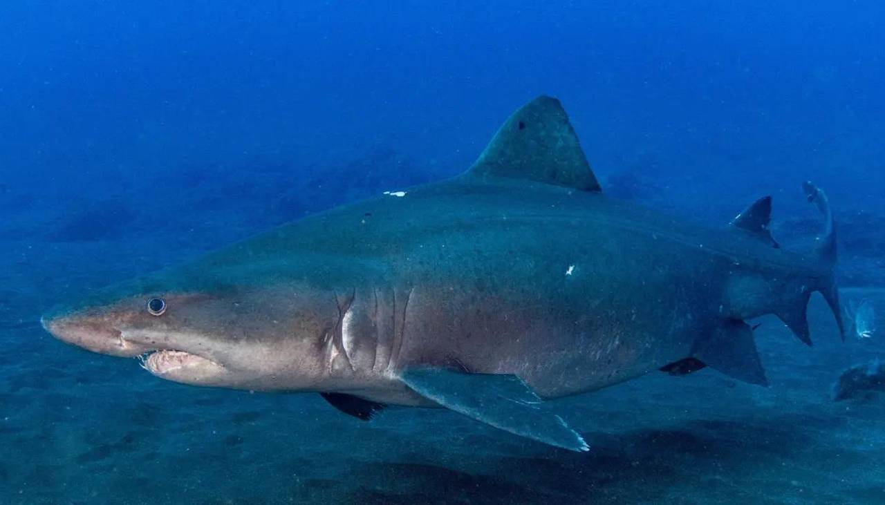 Un español pierde una pierna en su luna de miel tras el ataque de un tiburón