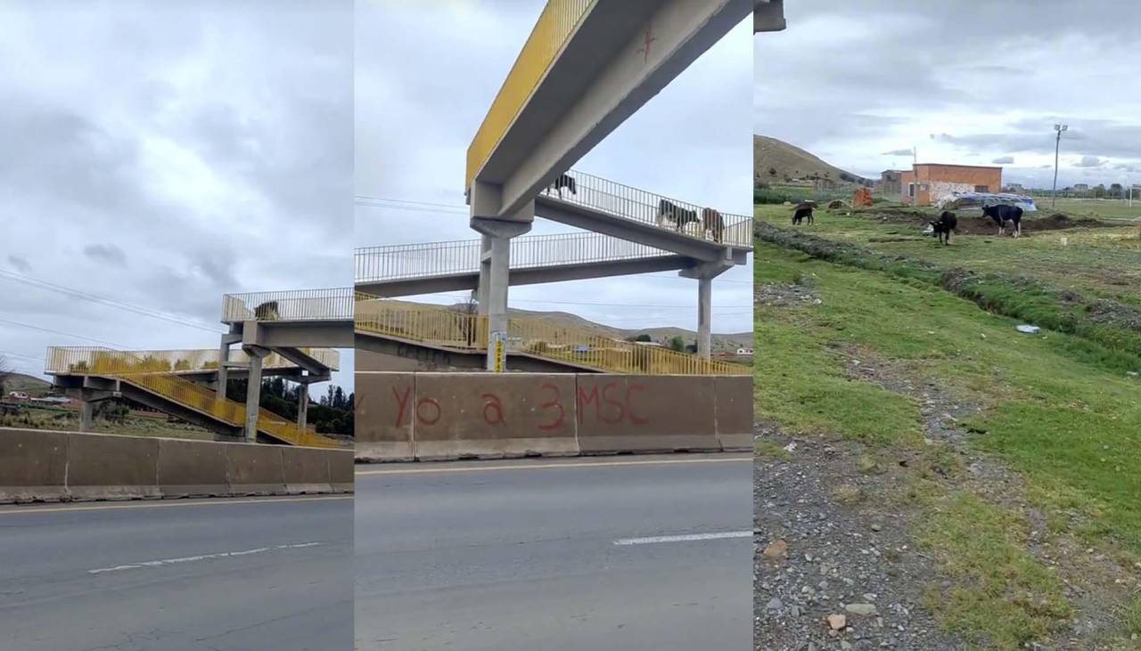 Captan a un grupo de vacas usando la pasarela en la carretera La Paz-Oruro