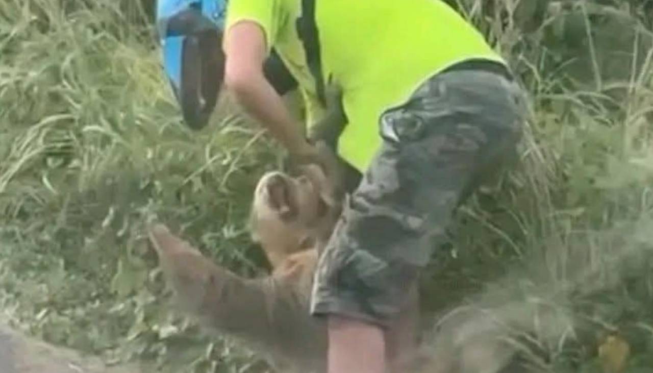 Video: Hombre intentó rescatar a un perezoso en plena carretera y todo terminó muy mal