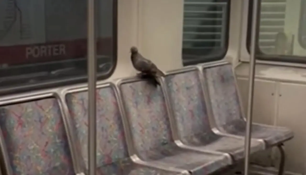 ¡Sorprendente! Paloma viaja en tren y baja como un pasajero más 