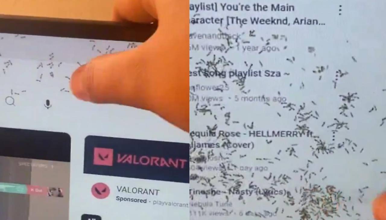 ¿Cómo pasó?: Hormigas quedan atrapadas dentro de la pantalla de un monitor