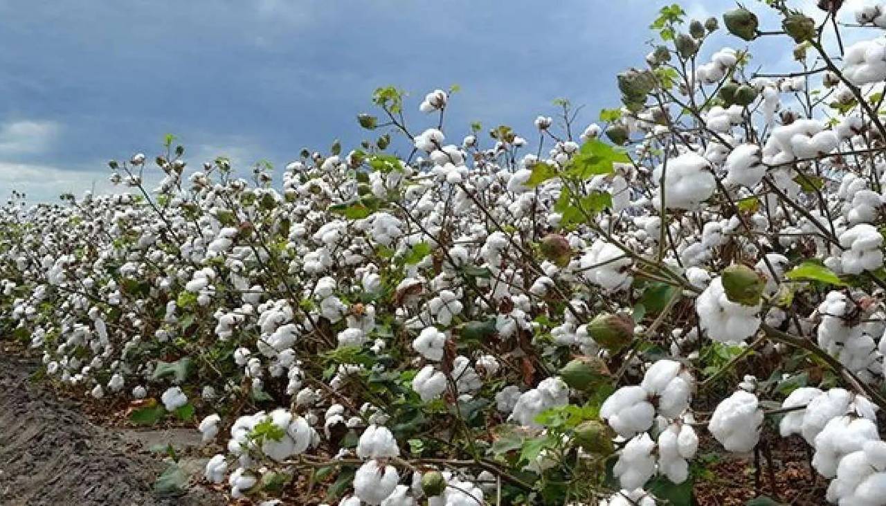 Biotecnología: Productores reportan que el Gobierno autorizó la importación de nuevas variedades de algodón