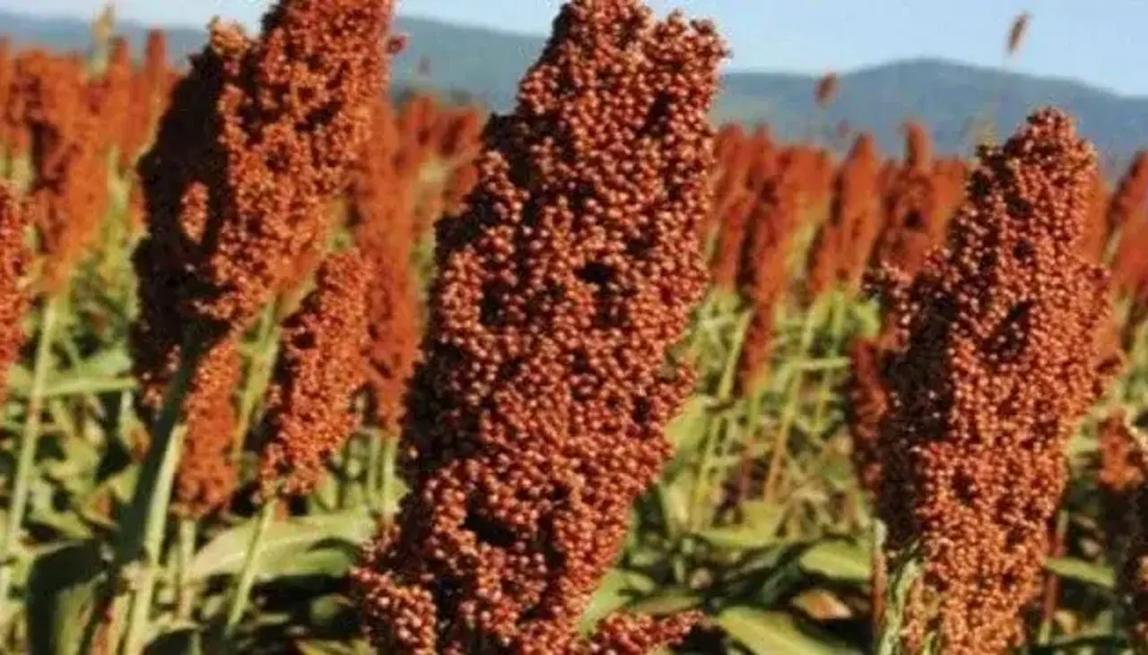 Inspeccionan 19 empresas productoras de sorgo con miras a la exportación hacia China