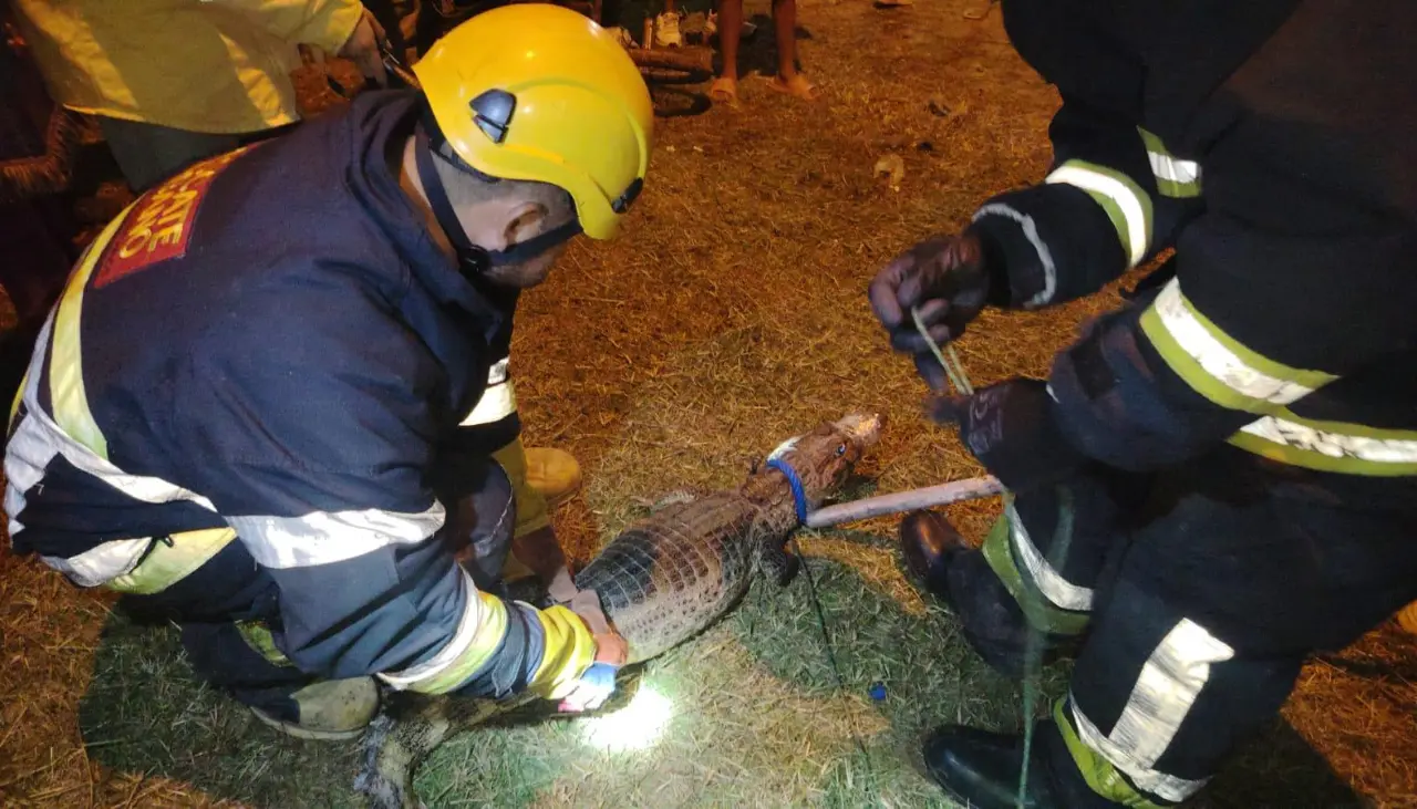 Lagarto en la vía pública causa susto en la zona de El Bateón