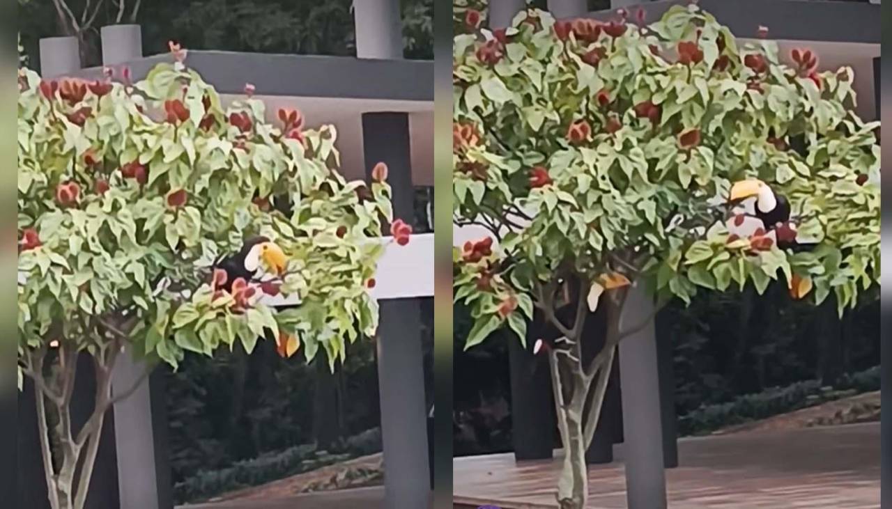 Tucanes son captados comiendo frutos de un árbol de urucú en una vivienda de Santa Cruz y su hazaña se volvió viral