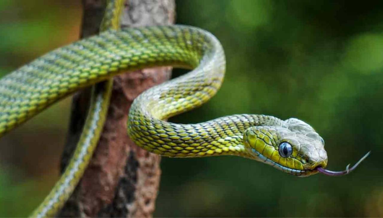 Este 16 de julio es el Día Mundial de la Serpiente, ¿por qué se celebra?