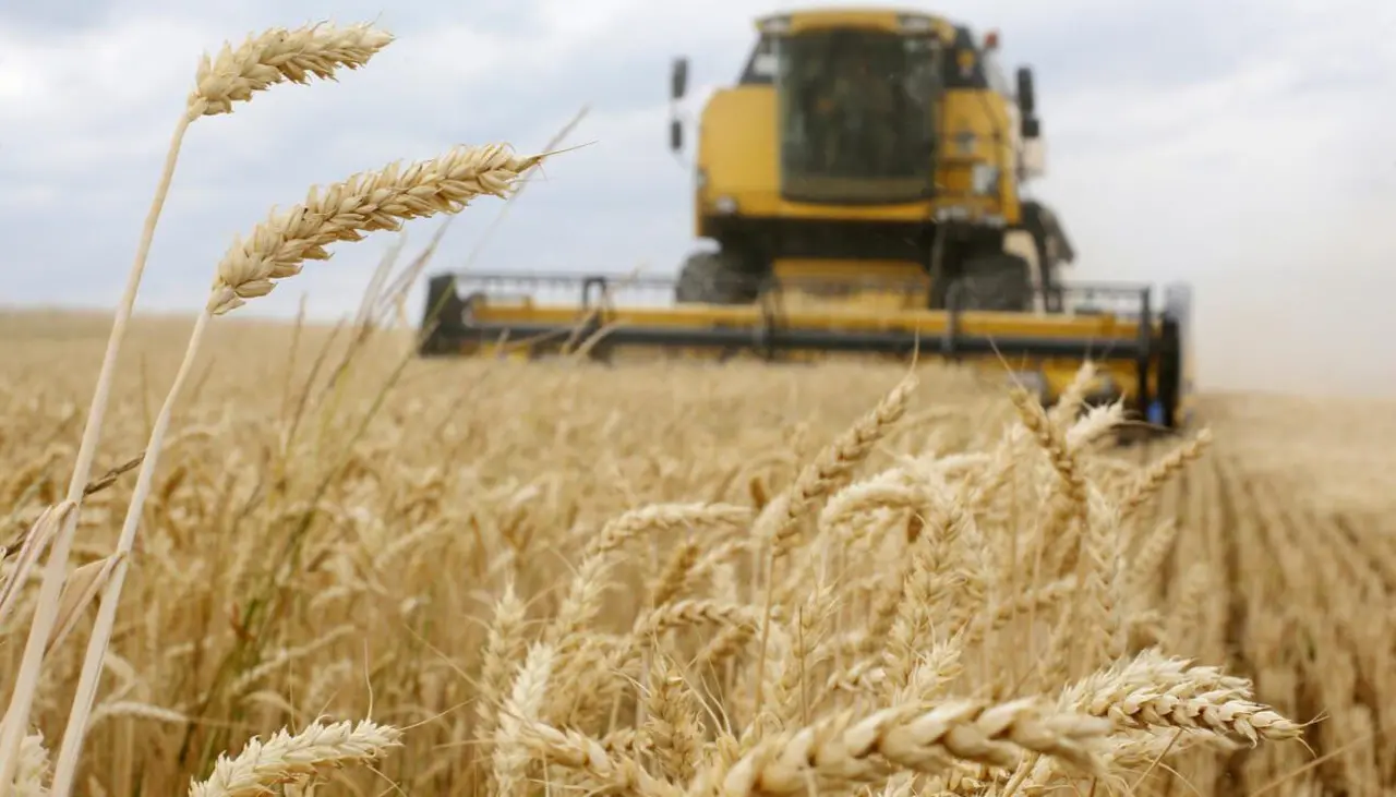 Agro proyecta cosecha de 100.000 toneladas de trigo y pide condiciones para apuntalar la producción