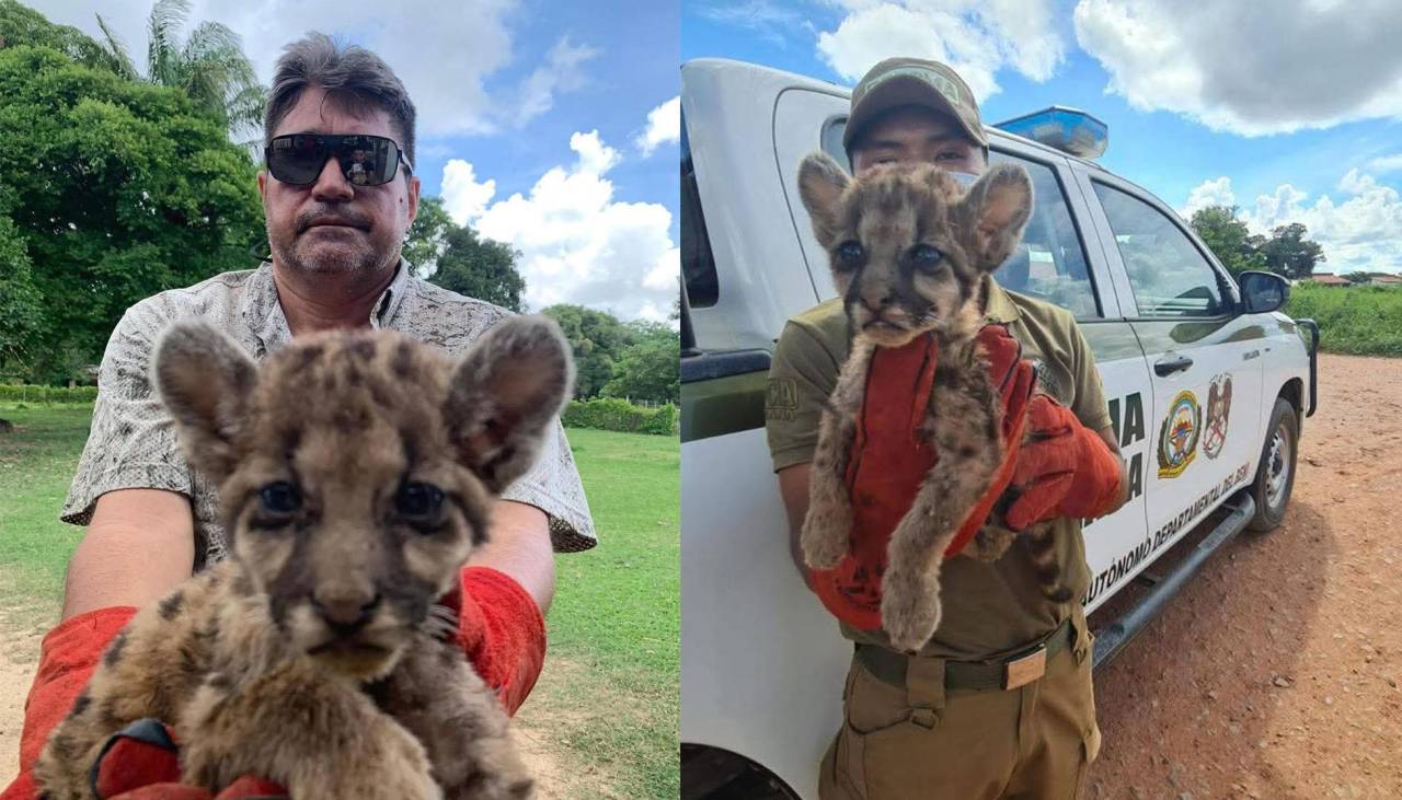 Cría de puma americano es rescatada en Beni