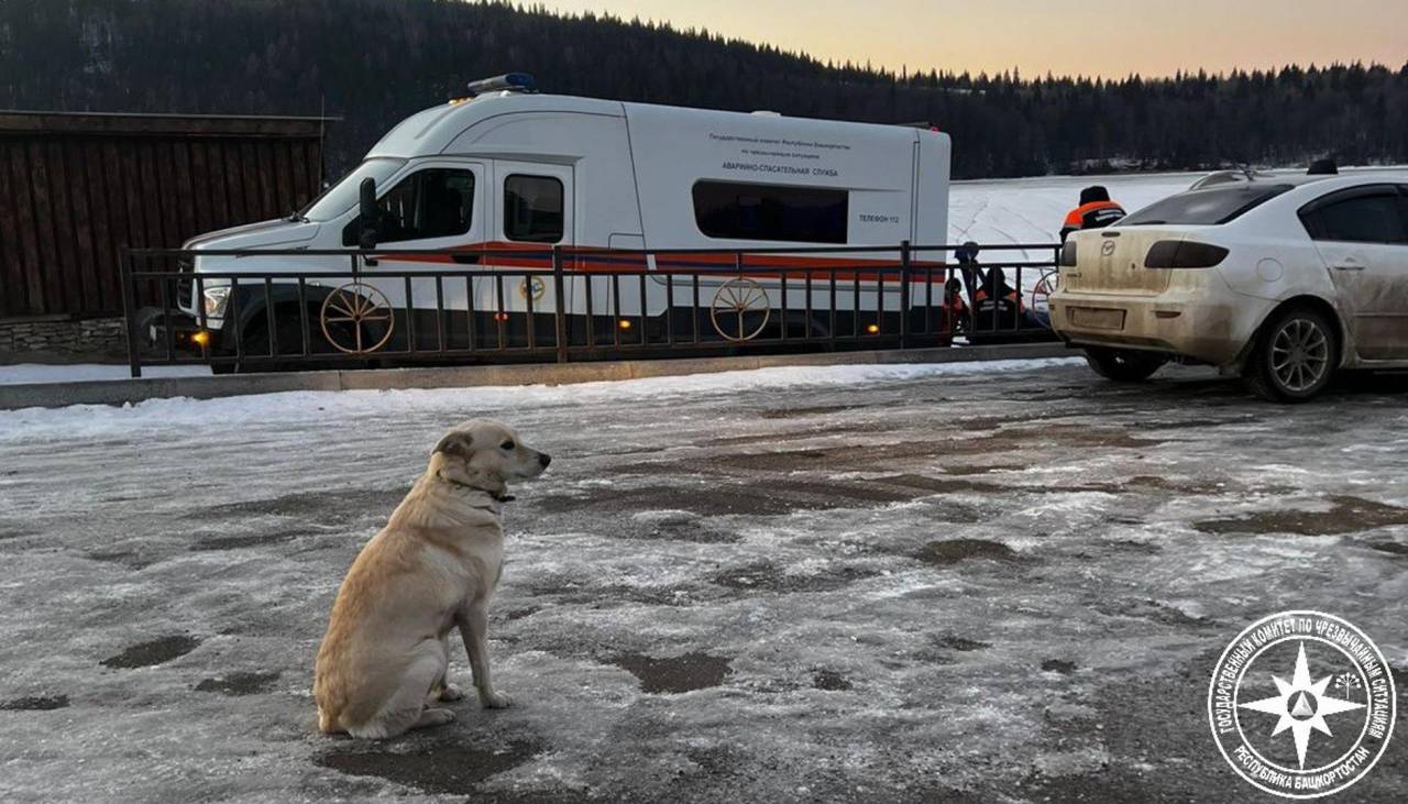 Conmovedor: Perrita espera desde hace días a su dueño que se ahogó en un río congelado 