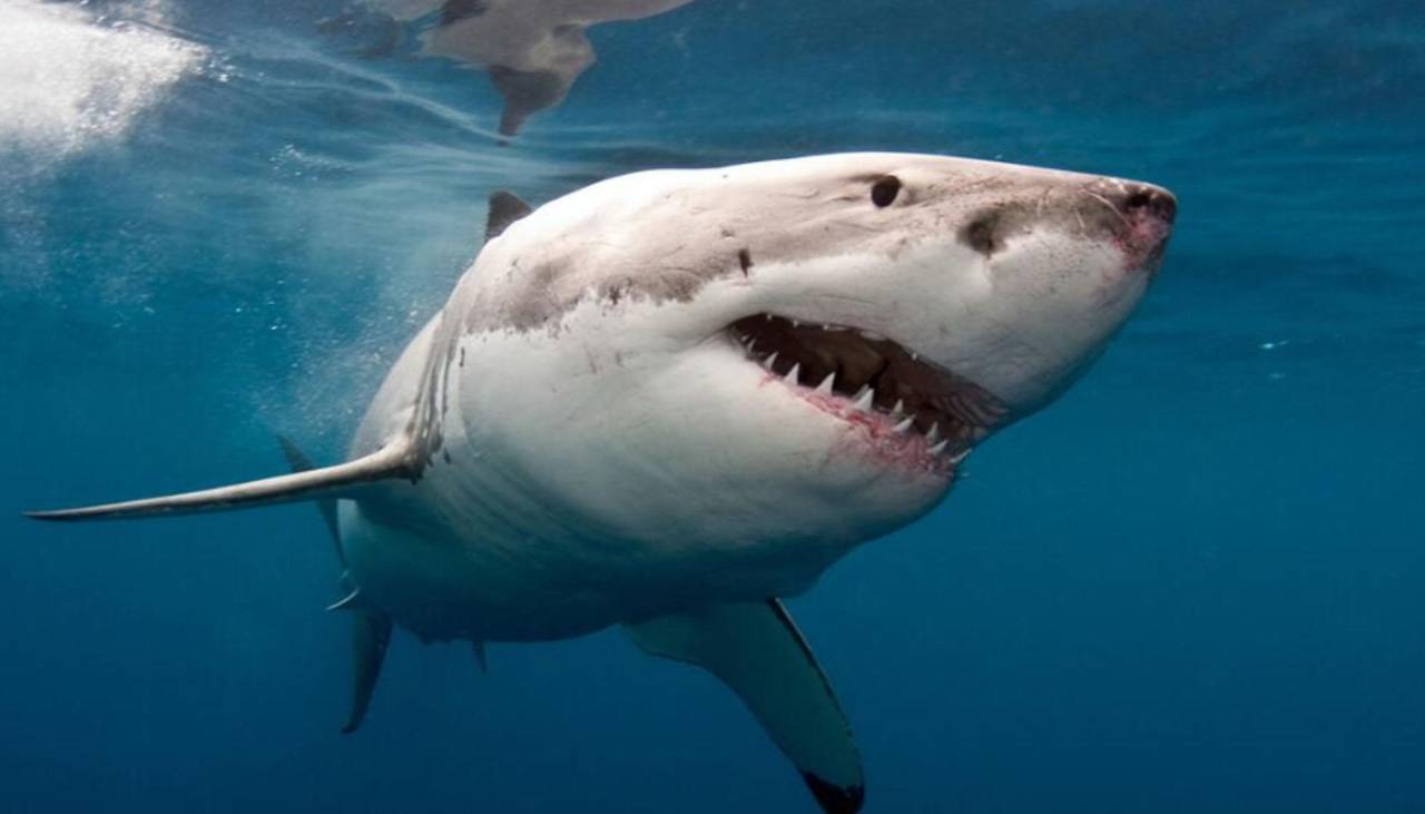 Video: Enorme tiburón sorprendió a pescadores al saltar sobre ellos 