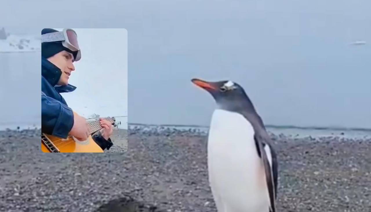 ¡Emocionante! Un joven tocaba su guitarra y un pingüino se detuvo a escucharlo