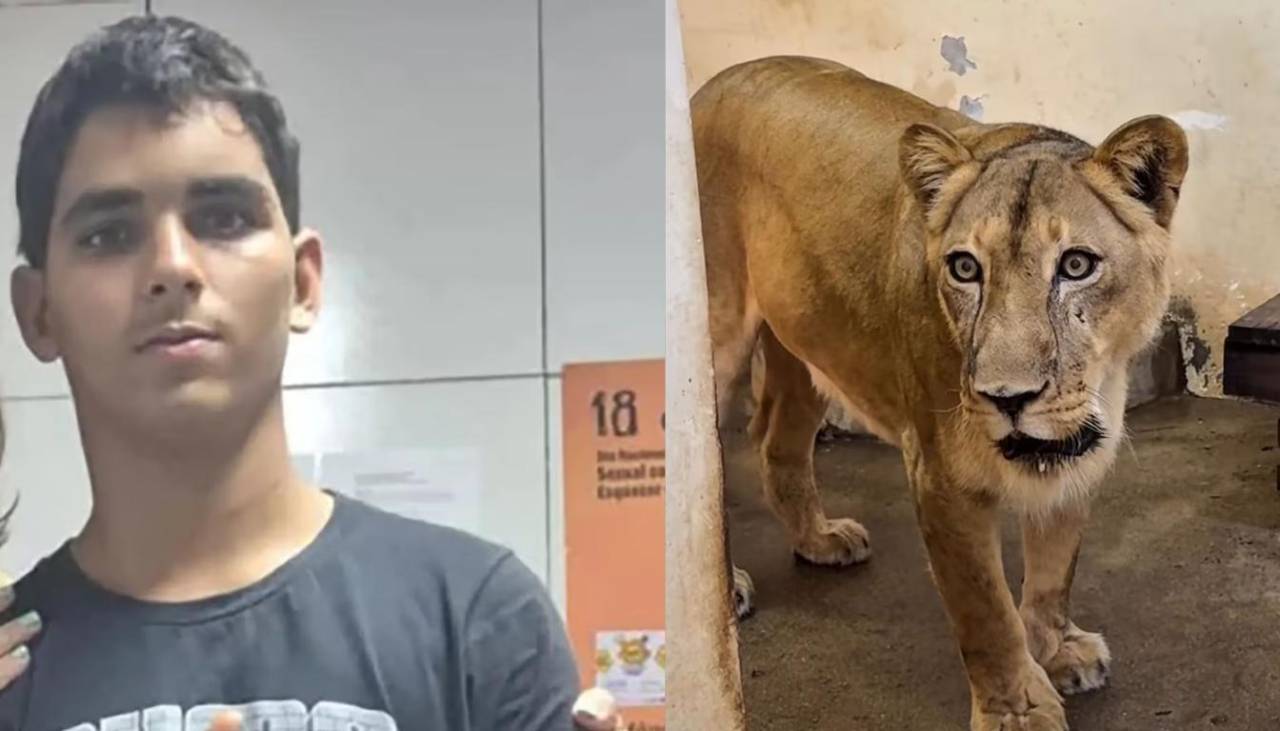 Joven muere tras ingresar a la jaula de una leona en un zoológico de Brasil