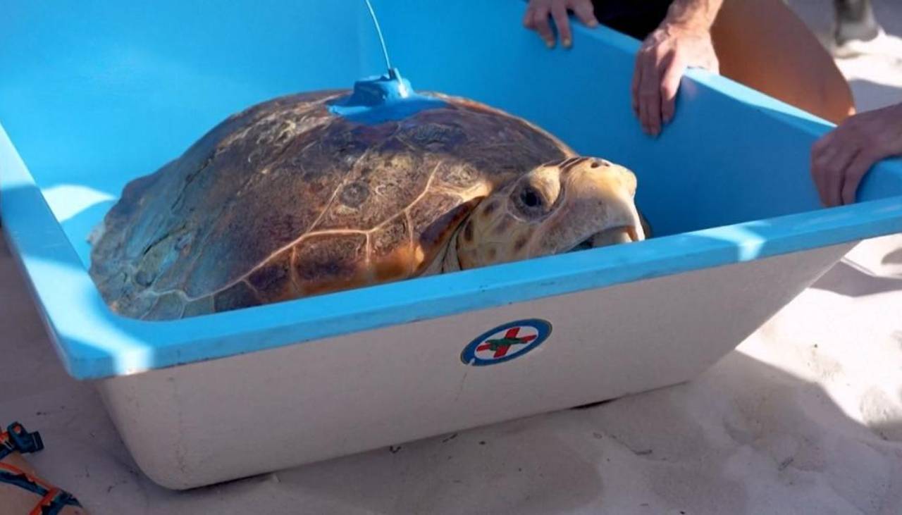 Video: ‘Molly’ la tortuga que venció a un tumor, regresa al mar y emociona al mundo