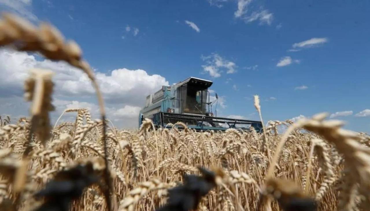 Caída de exportaciones: IBCE sugiere fomentar al sector agroindustrial y apuntalar la producción de trigo