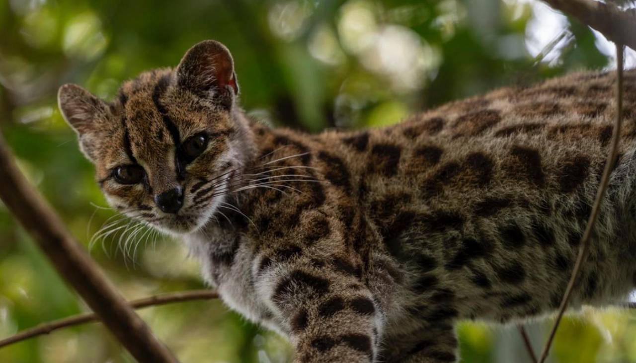 Un tilcayo protegido: Conoce a Tigrino, el felino boliviano que vive en Senda Verde