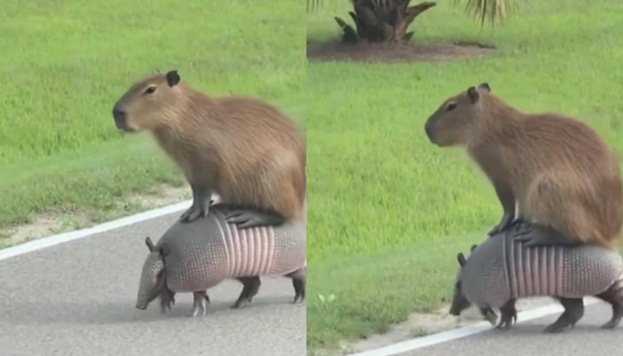 Video: Capiguara de paseo sobre un quirquincho sorprende en las redes