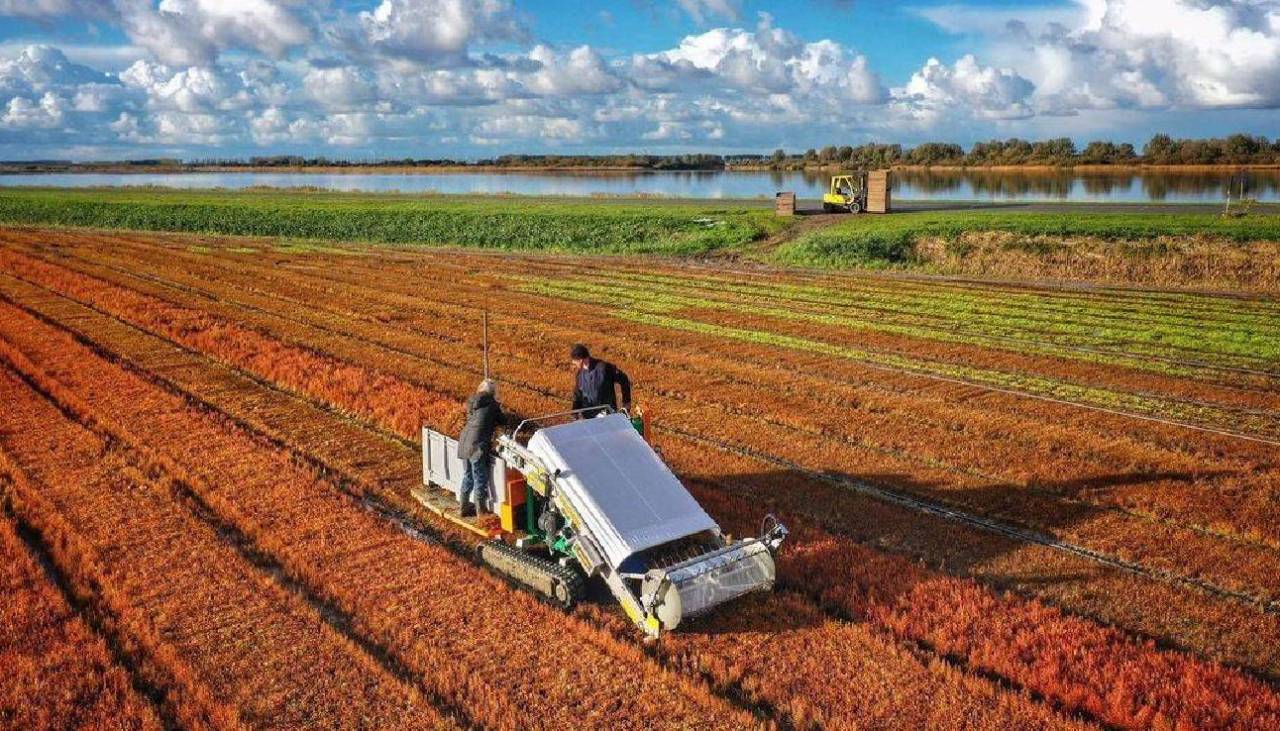 Depreciación de la soya y aumento de costos de producción condicionan siembra, alertan productores