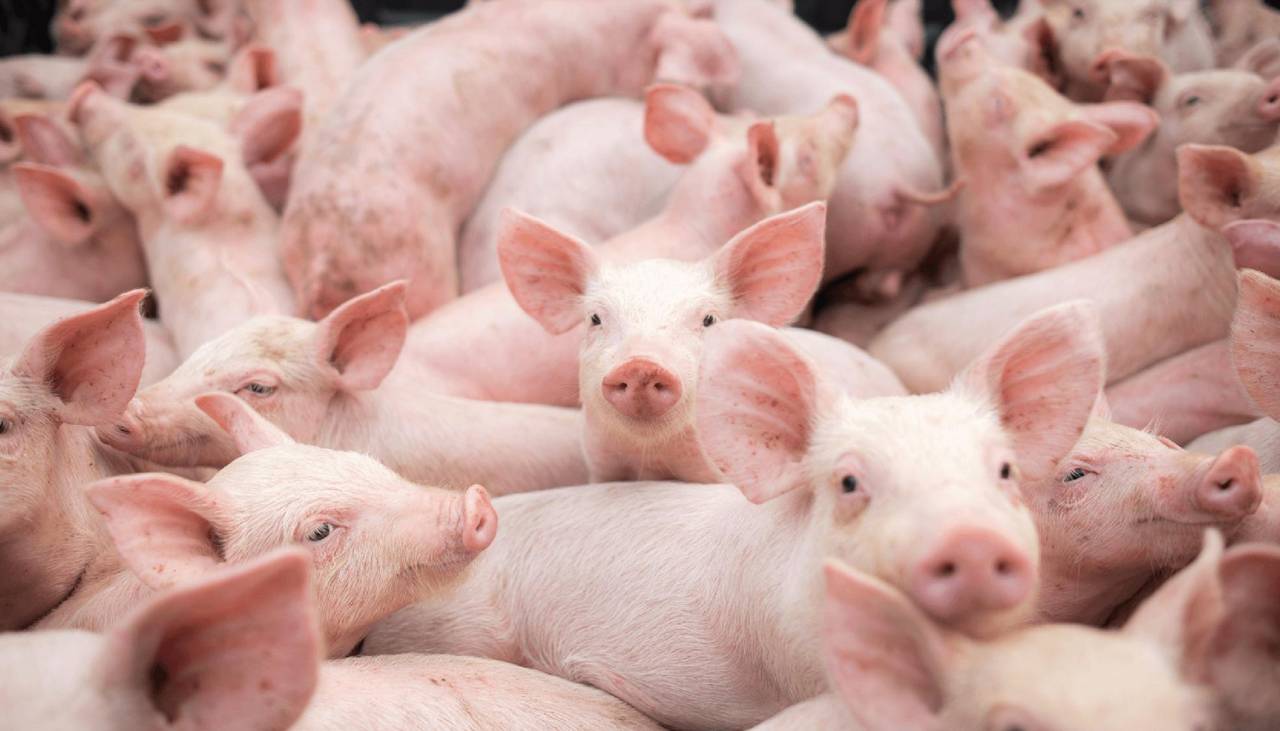 Sin diésel no se puede producir carne de cerdo, advierten porcicultores que piden abastecimiento