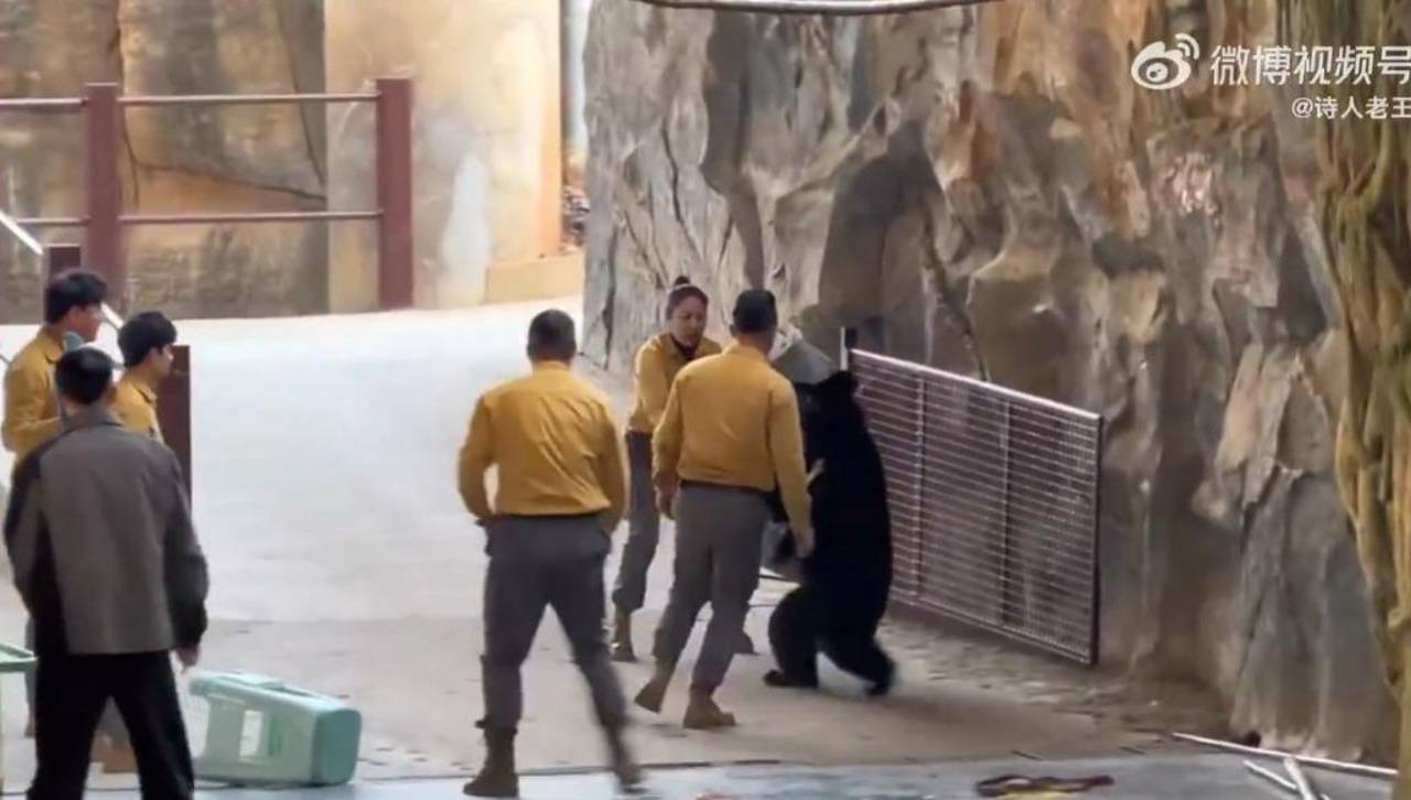 Imágenes fuertes: Oso lanza ataque sorpresivo a su cuidador tras sentir olor a comida