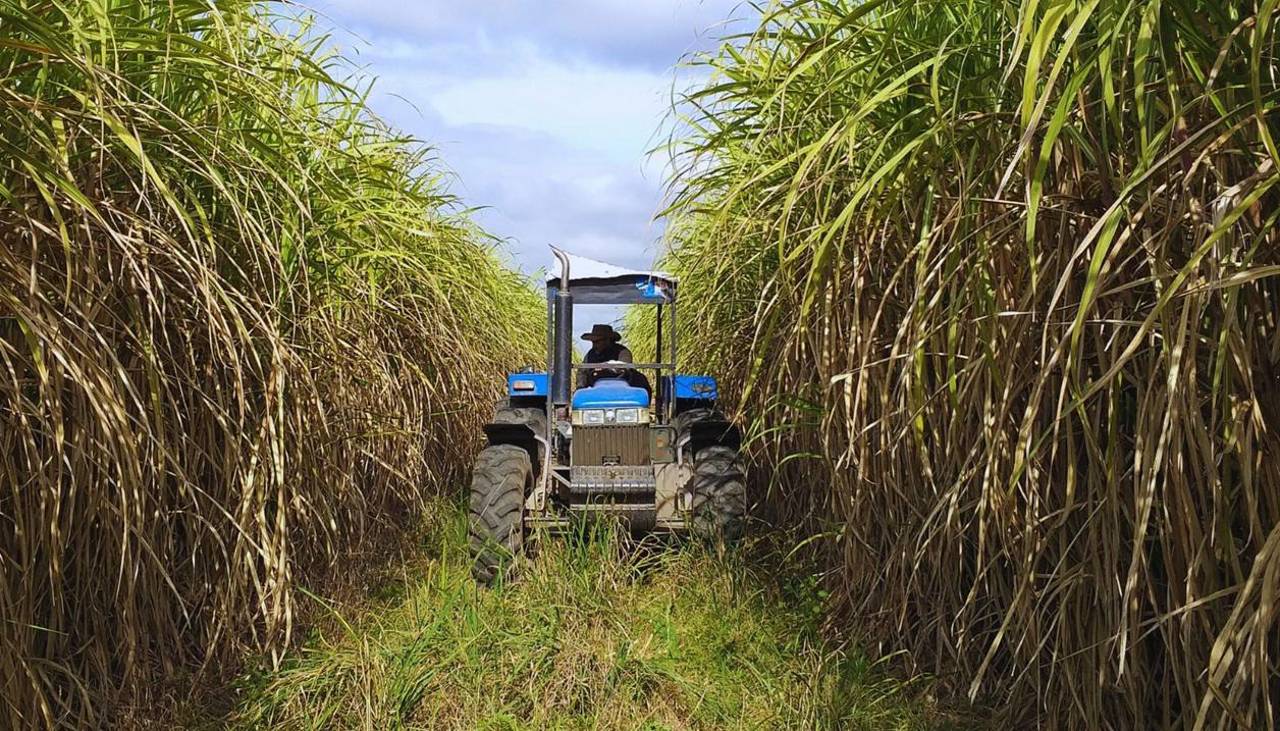 Cañeros se declaran en emergencia ante versiones de reducción de los cupos de etanol