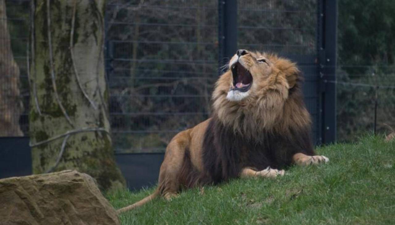 Leones atacan y matan a trabajador de un zoológico frente a turistas en Tailandia