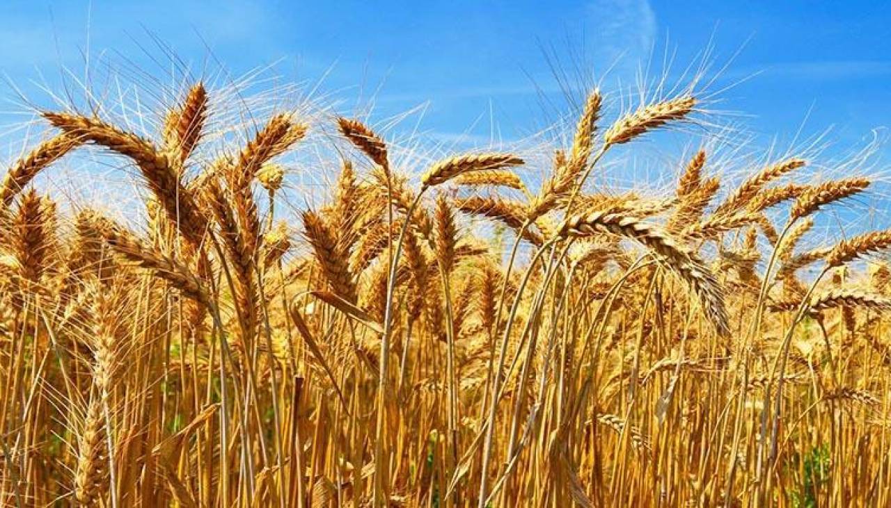 Anapo: producción solo cubrirá el 15% de demanda nacional de trigo y está en riesgo la próxima siembra